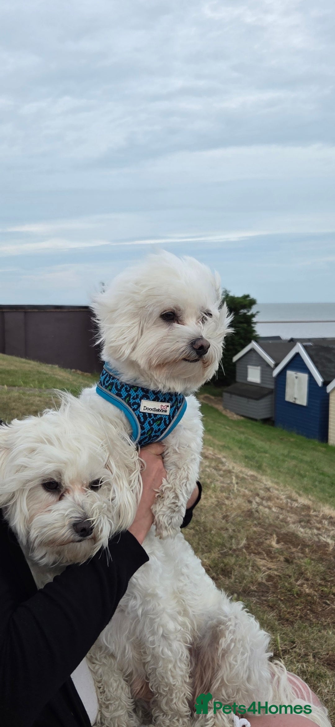 Maltese dogs for sale: ✨ Exquisite Maltese Puppies Available✨ - Advert 16