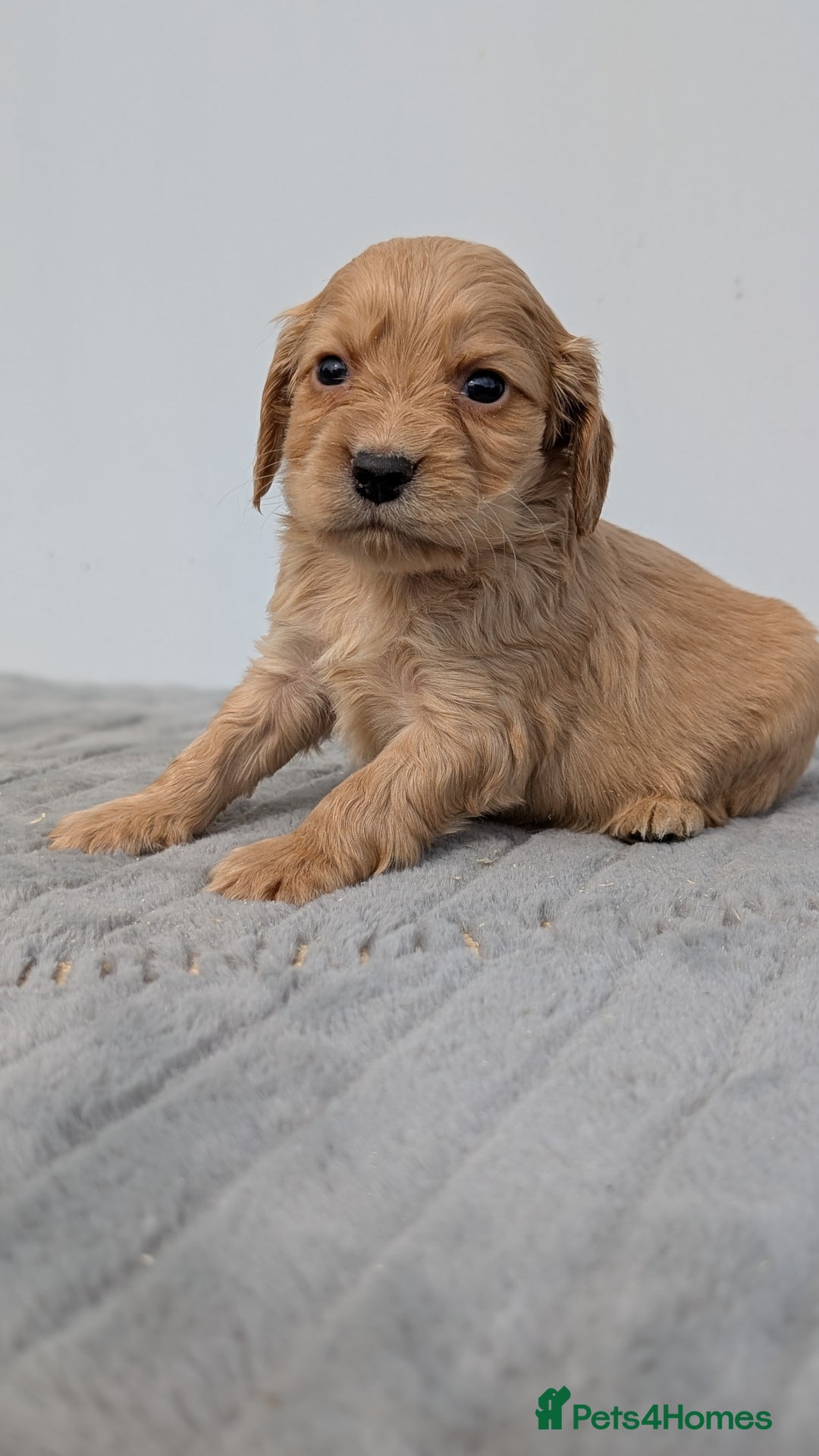 Cocker Spaniel dogs for sale: Cracking Cocker Pups - Image 5