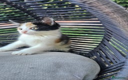 Persian cats for sale: Very beatifull mix breed/Persian kittens  - Image 23