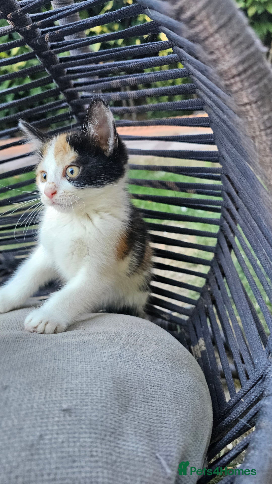 Persian cats for sale: Very beatifull mix breed/Persian kittens  - Image 23