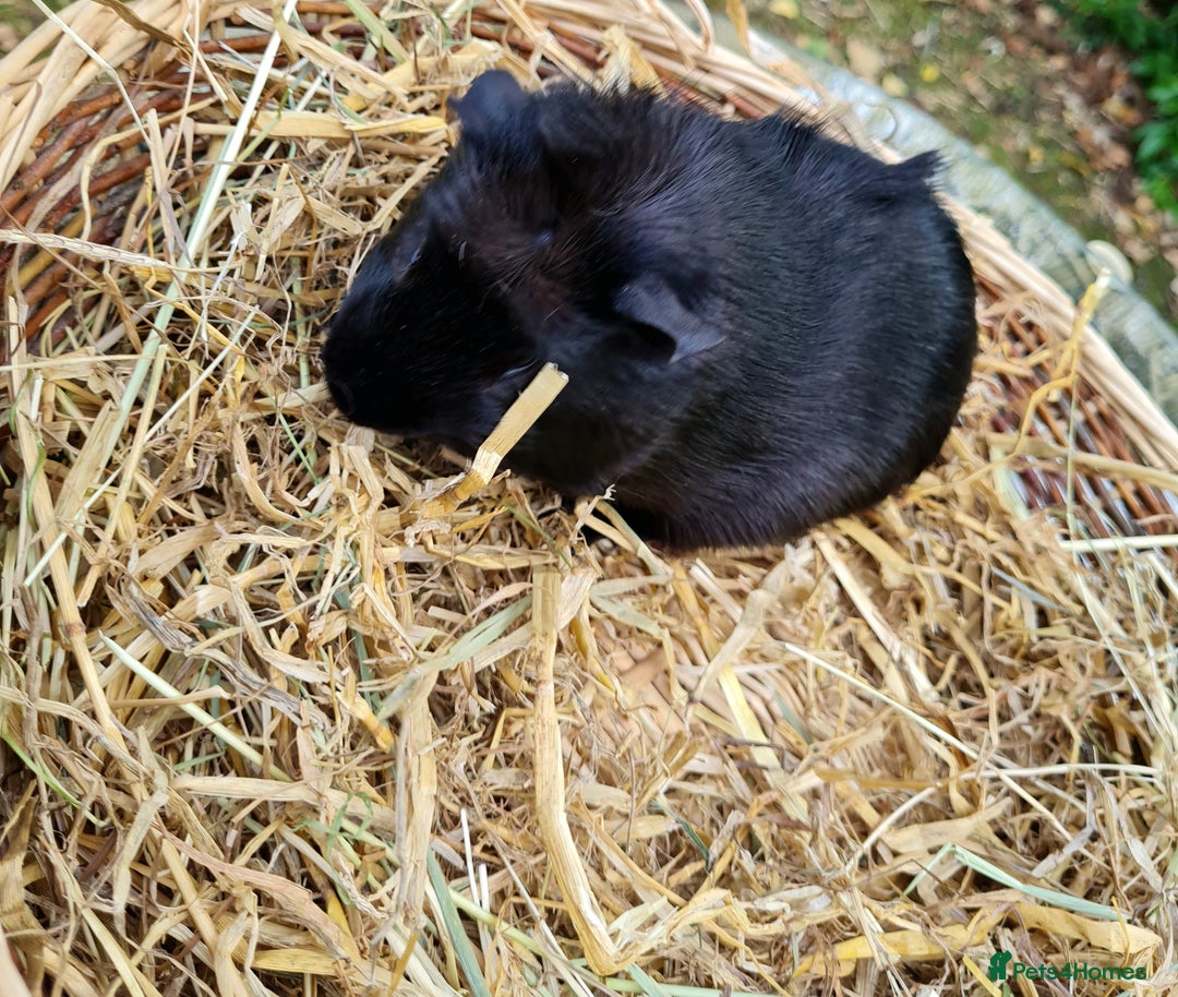 Guinea Pig rodents for sale: Baby guinea pigs for sale - Advert 3
