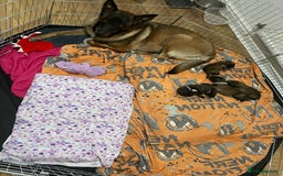 Belgian Shepherd Dog dogs for sale: Belgian Malinois - Image 12