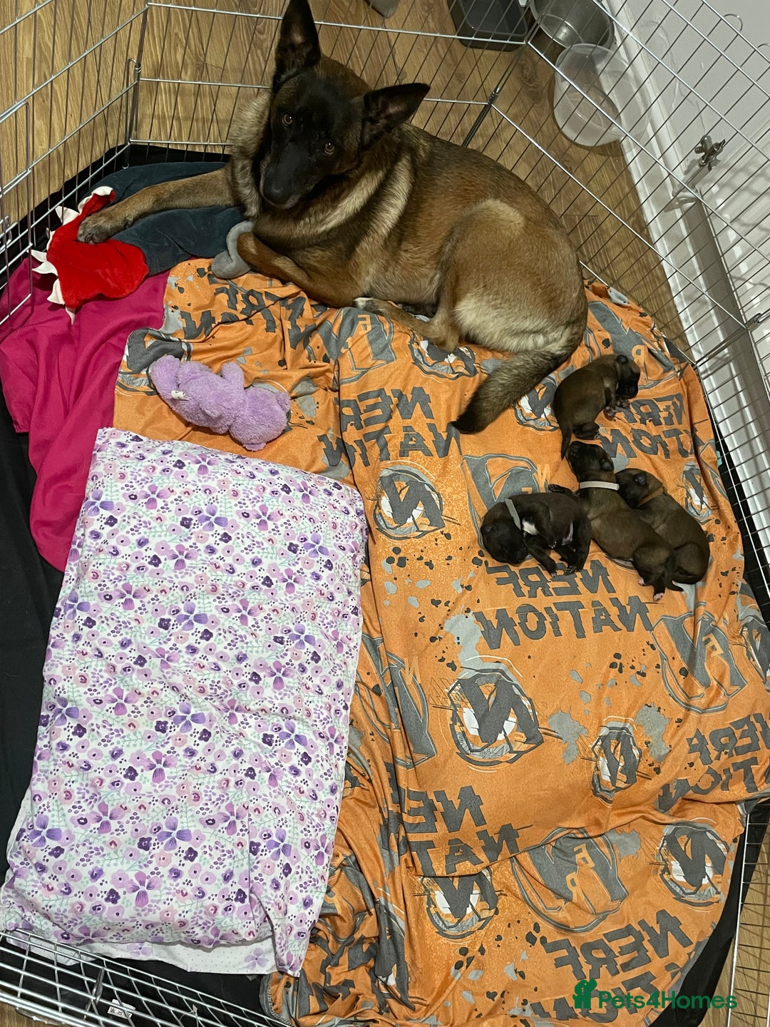 Belgian Shepherd Dog dogs for sale: Belgian Malinois - Image 12