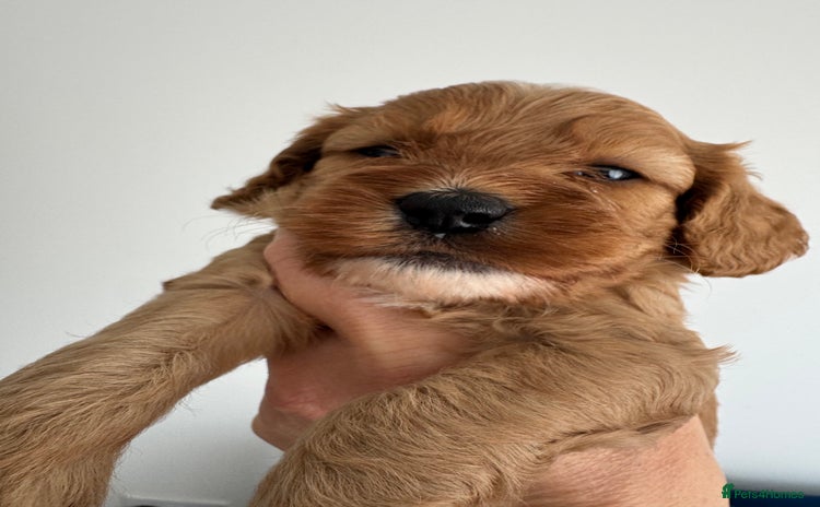 Cavapoo dogs - Advert 3