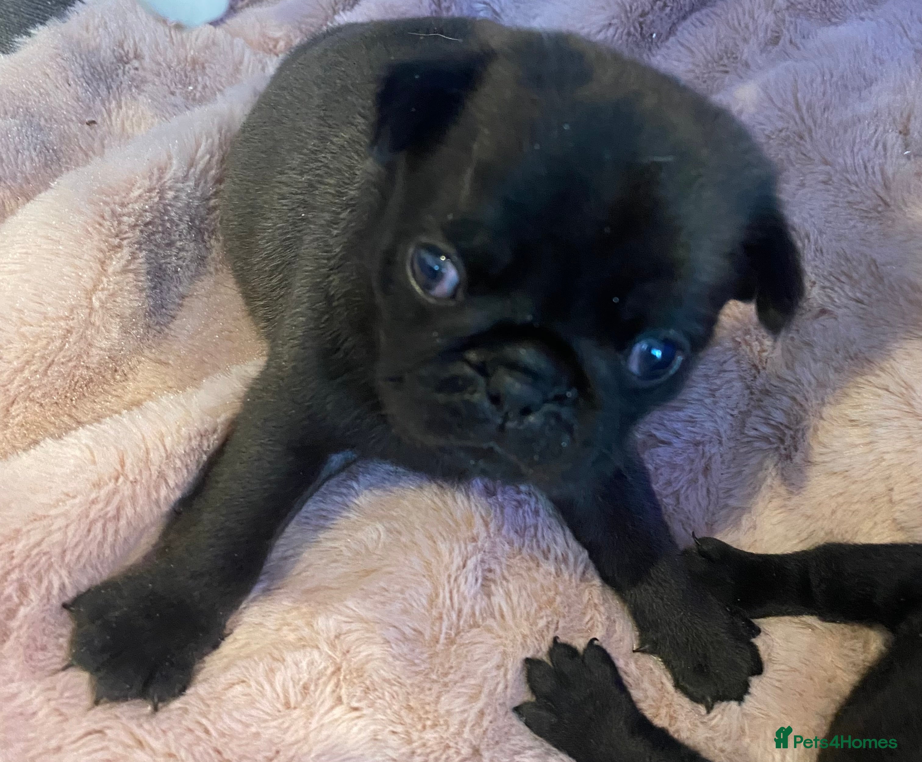 Pug dogs 💓 PUG BABIES 💓 ONLY 2 REMAINING! - Advert 4