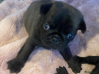 Pug dogs 💓 PUG BABIES 💓 ONLY 2 REMAINING! - Advert 4