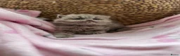 British Shorthair cats for sale: Gccf British Shorthair & Longhair Kittens - Advert 2