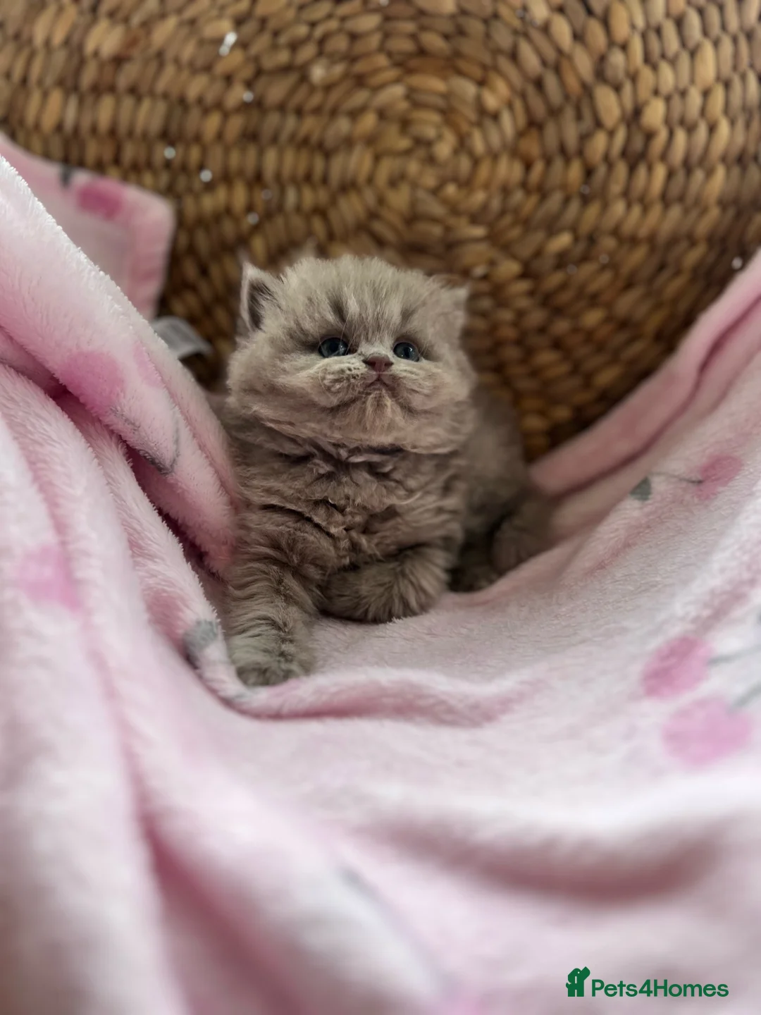 British Shorthair cats for sale: Gccf British Shorthair & Longhair Kittens - Advert 2