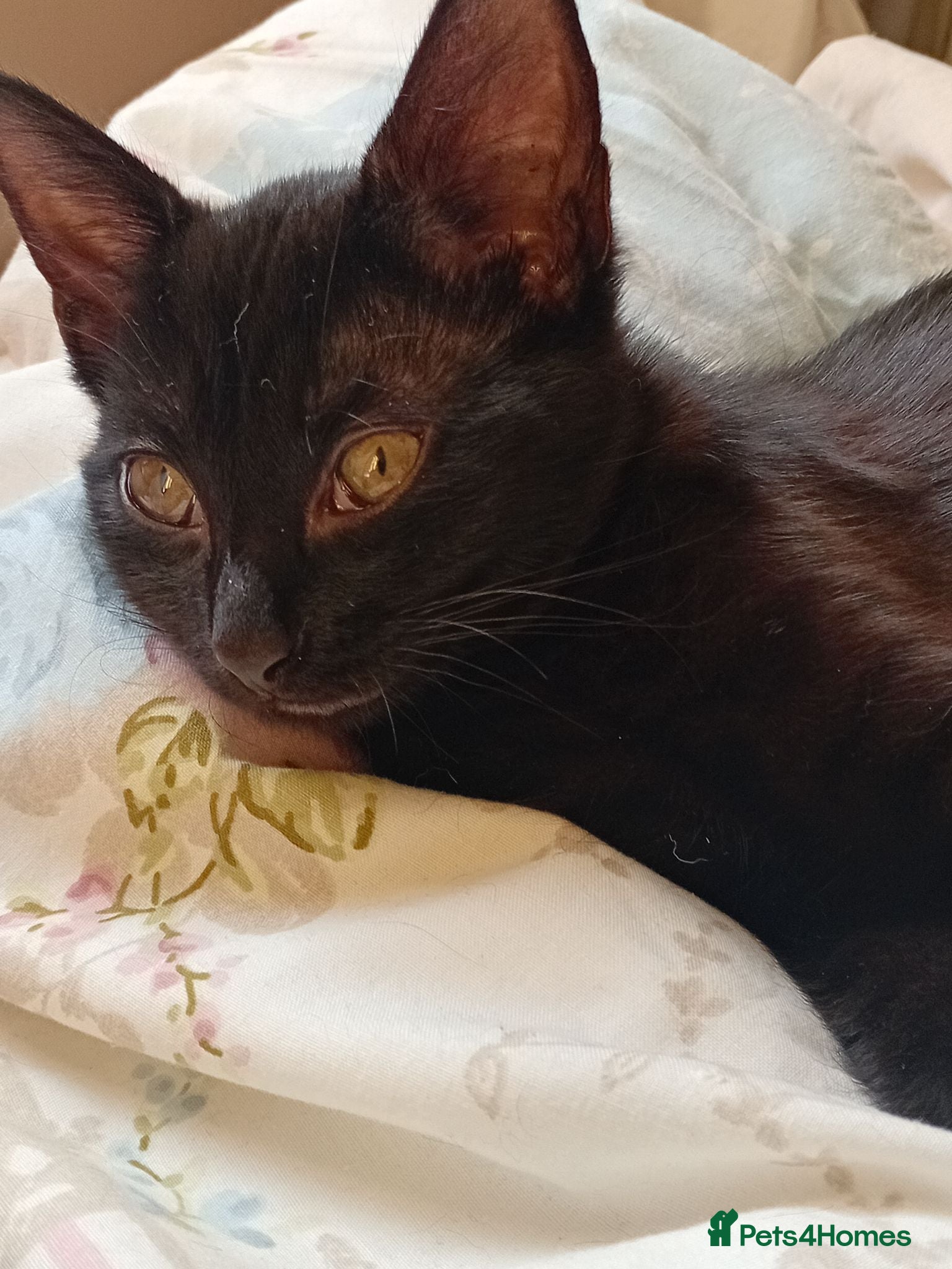 Mixed Breed cats  sweet little kitten ,ready to go now - Advert 9