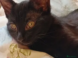 Mixed Breed cats sweet little kitten ,ready to go now - Advert 9
