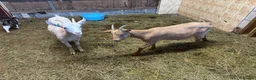 Goats livestock for sale: 2 Golden Guernsey Goats - Advert 7