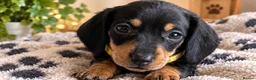 Miniature Dachshund dogs for sale: Gorgeous Miniature Sausages 💖  - Advert 7