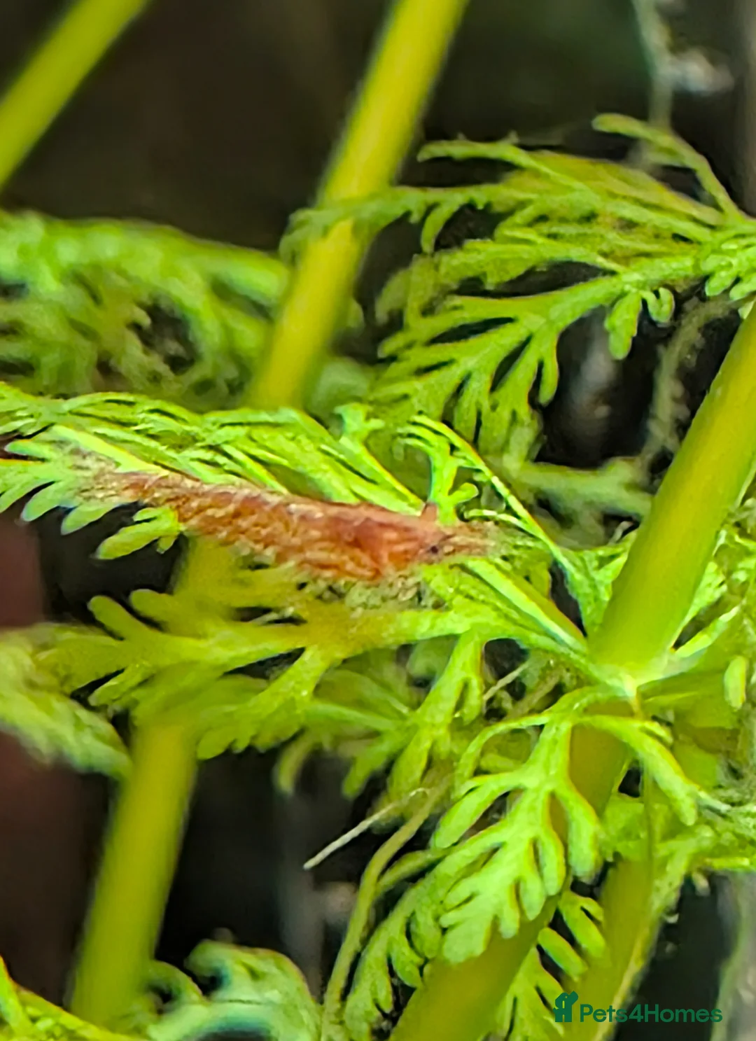 Shrimps fish for sale: Neocardina cherry shrimp  in Gloucester - Advert 1