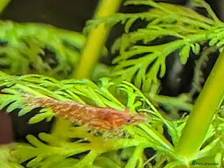 Shrimps fish Neocardina cherry shrimp - Advert 7