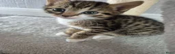 Mixed Breed cats for sale: 4 Handsome Boy Kittens Ready for New Adventures!  - Advert 8