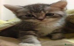 Mixed Breed cats for sale: Beautiful kittens - Image 1