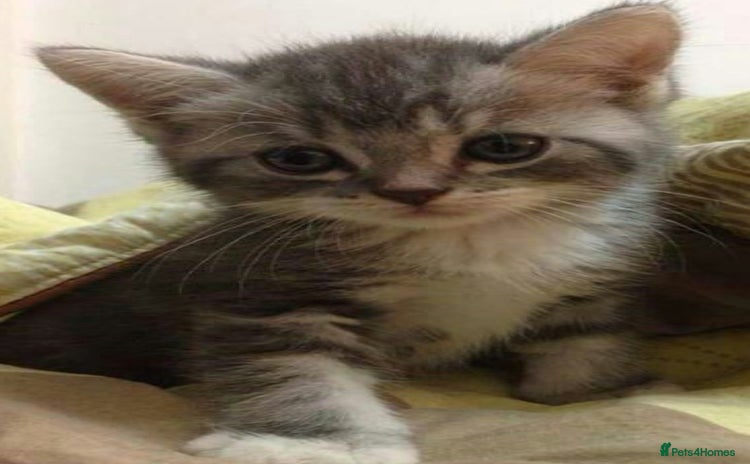 Mixed Breed cats - Advert 16