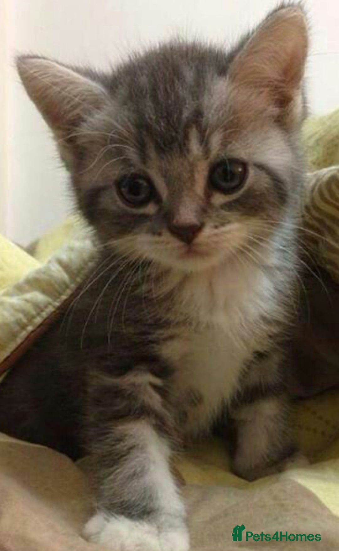Mixed Breed cats for sale: Beautiful kittens - Image 1