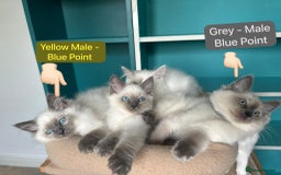 Ragdoll cats for sale: 💙LAST MALE 💙GCCF Registered Ragdoll Kittens🐾 in Taunton - Image 13