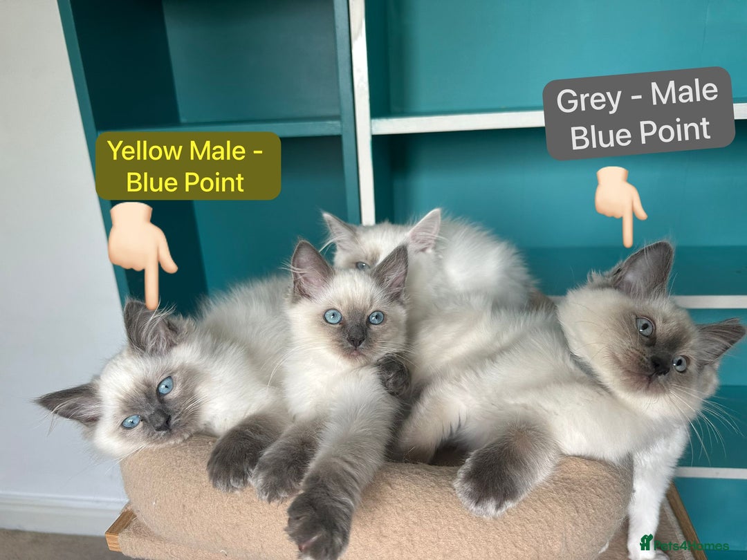 Ragdoll cats for sale: 💙LAST MALE 💙GCCF Registered Ragdoll Kittens🐾 in Taunton - Image 13