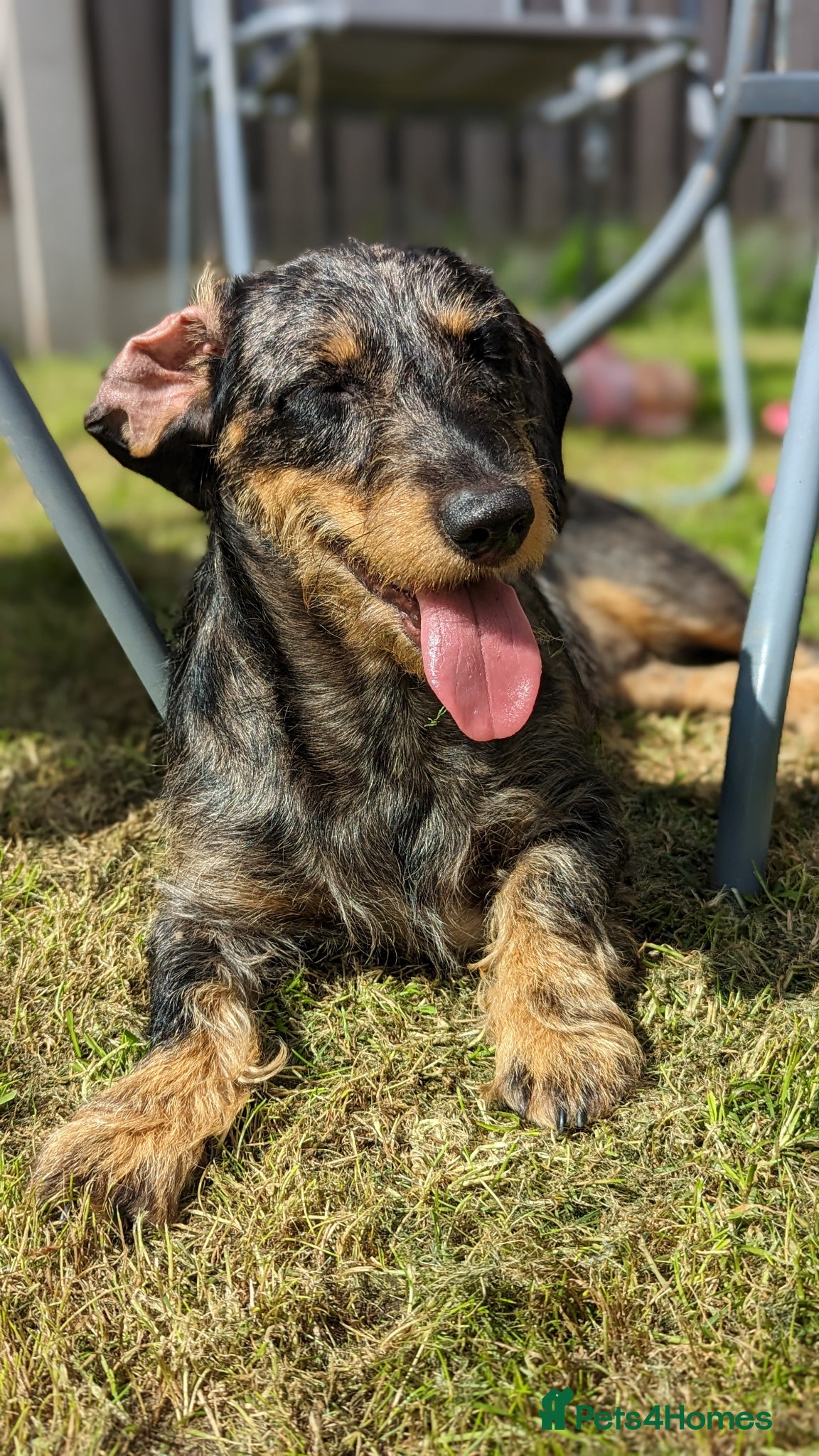 Mixed Breed dogs 3 year old sproodle X dachshund - Advert 2