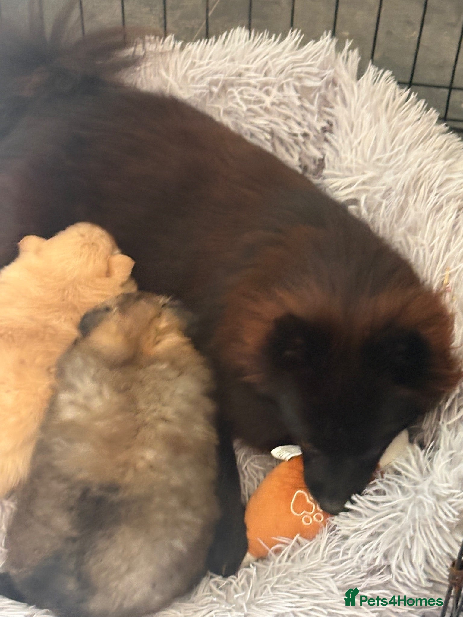 Pomeranian dogs 🐻 Adorable Teddy Bear puppies 1 girl and 3 boys🐻 - Advert 2