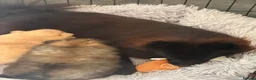 Pomeranian dogs for sale: 🐻 Adorable Teddy Bear puppies 1 girl and 3 boys🐻 - Advert 2