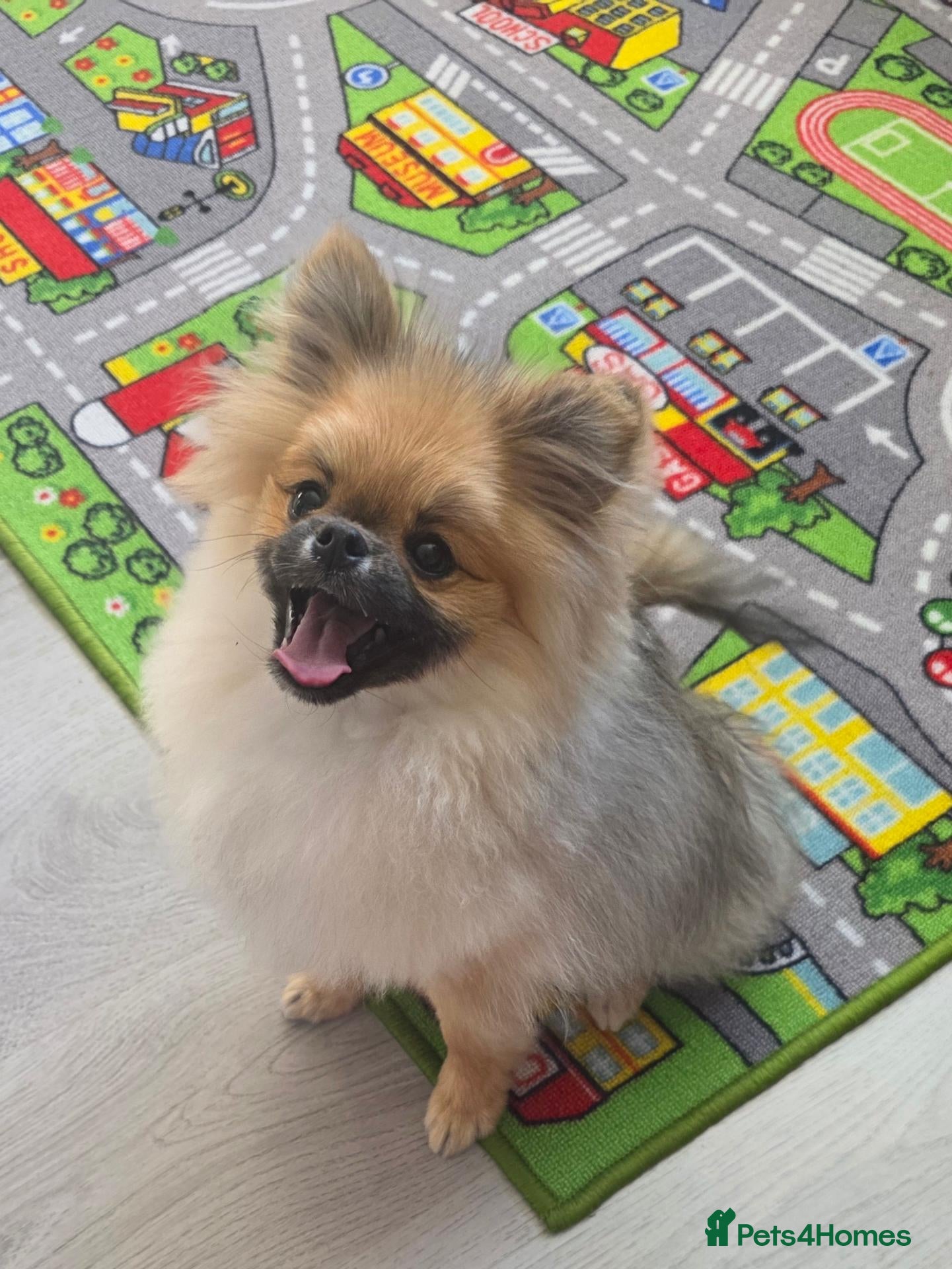 Pomeranian dogs Teddy beautiful pomeranian puppy - Advert 2