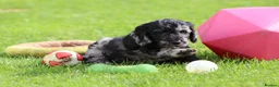 Cockapoo dogs for sale: Beautiful Cockapoo puppies for sale  - Advert 35