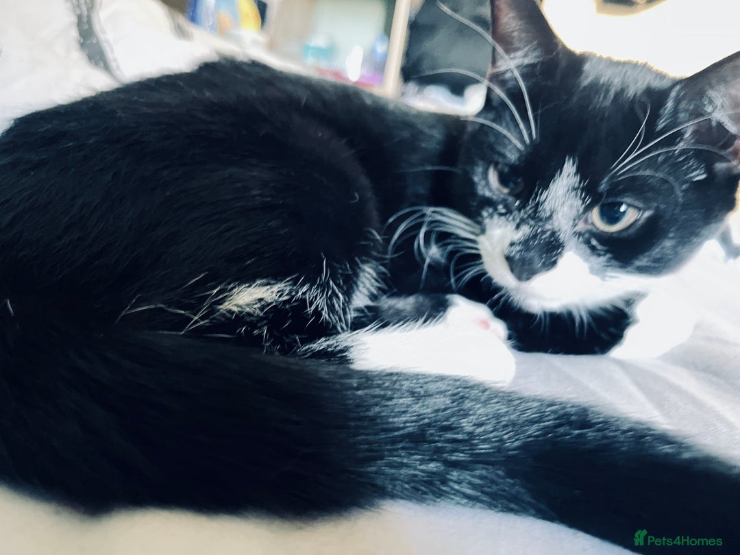 Mixed Breed cats for sale: 4 month old kittens looking for forever homes! - Advert 9