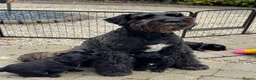 Mixed Breed dogs for sale: Bouvier Des Flanders / Giant Schnauzer  - Advert 13