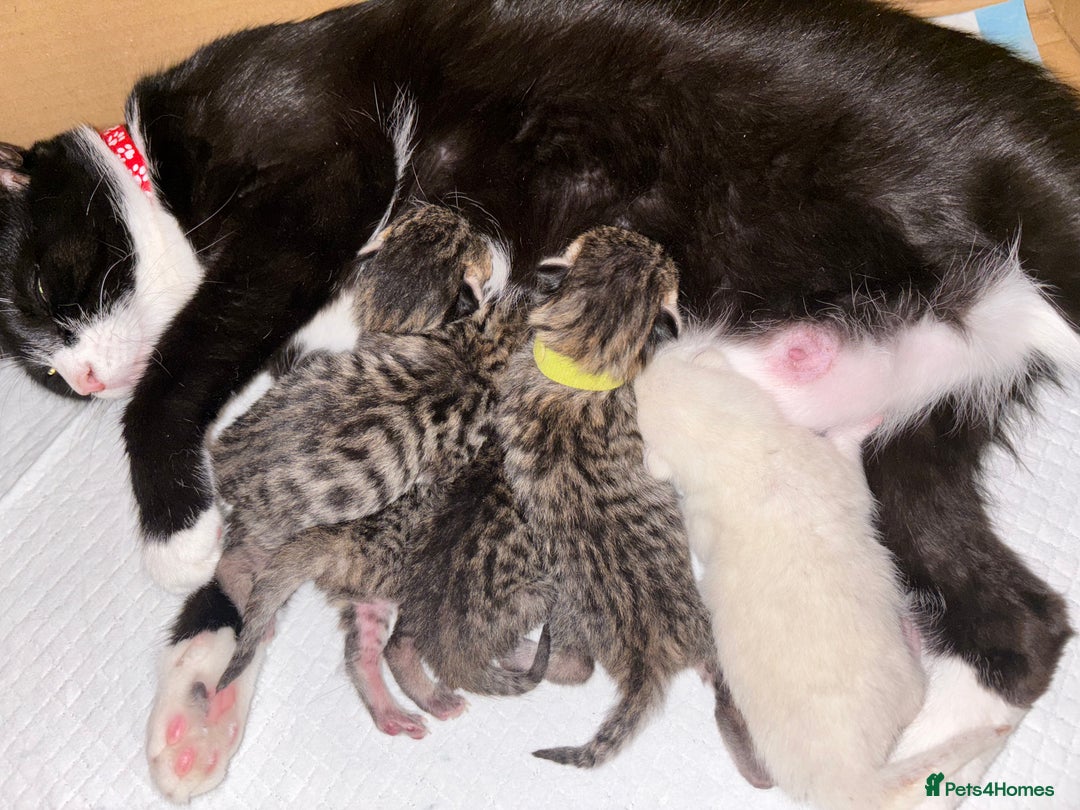 Mixed Breed cats for sale: Half bengals  - Image 1