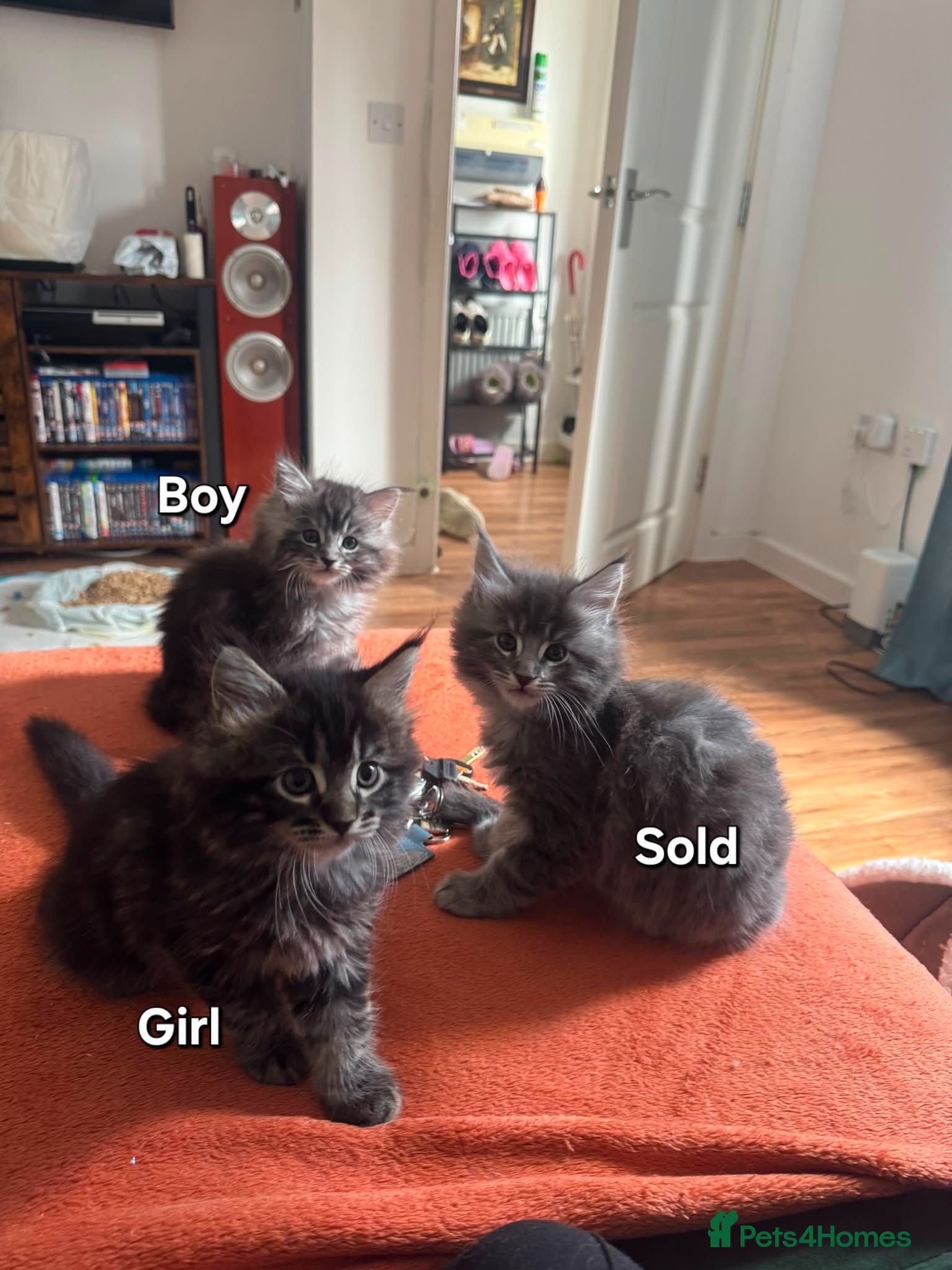 Maine Coon cats 🐾 Registered Maine Coon Kittens – Only 2 Left! 🐾 - Advert 1
