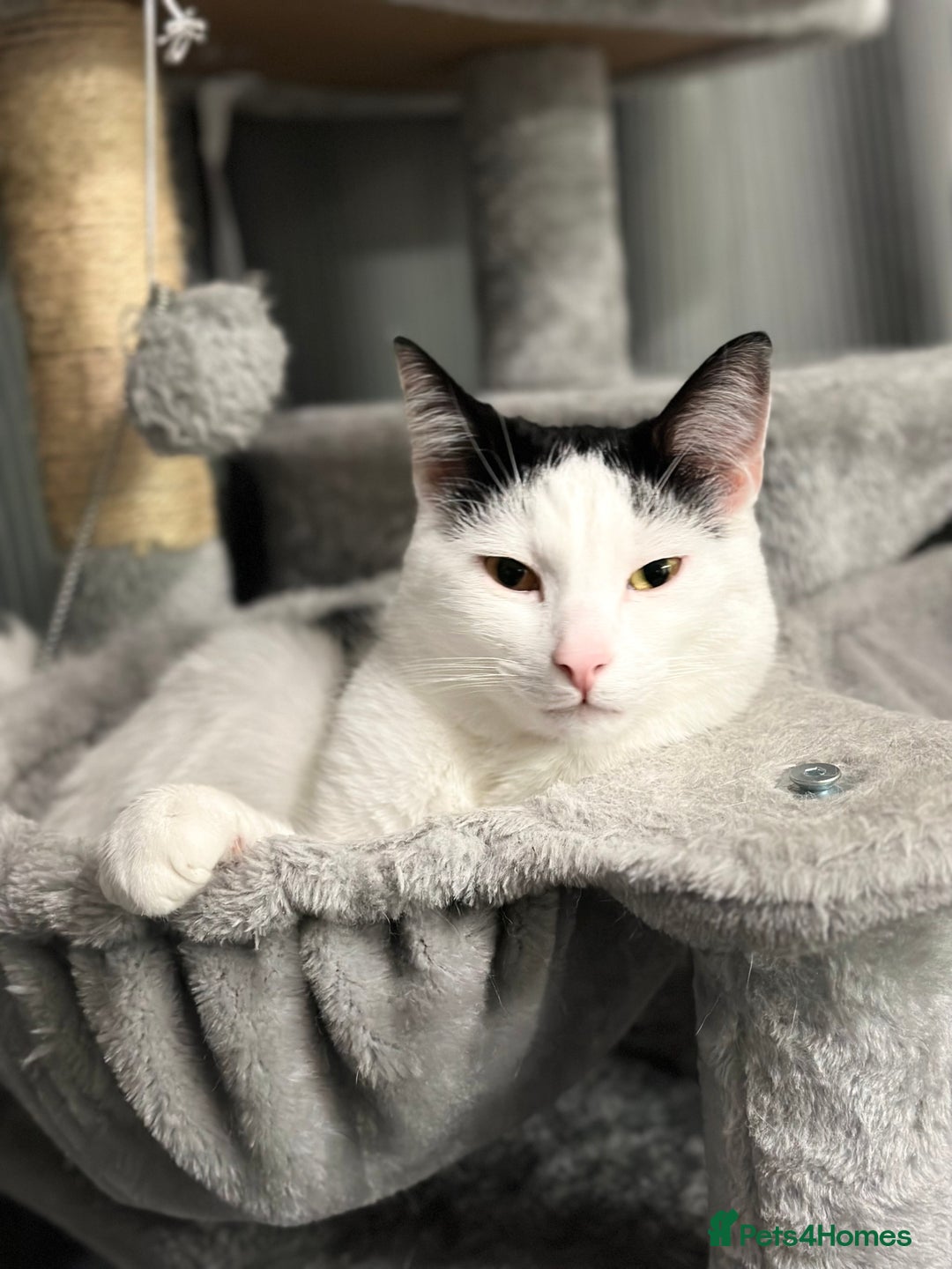 Domestic Shorthair cats for sale: Benji (Urgent rehoming) - Image 4