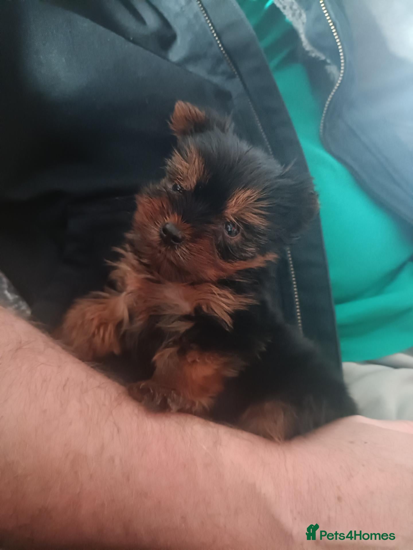 Yorkshire Terrier dogs Yorkshire terrier pup - Advert 1