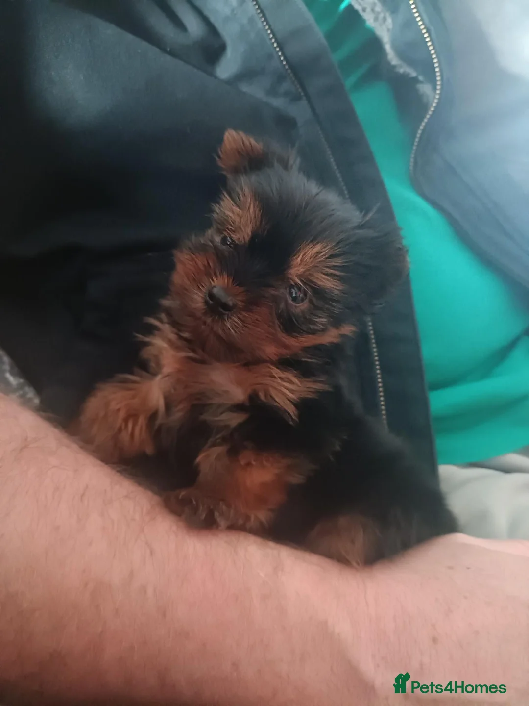 Yorkshire Terrier dogs for sale: Yorkshire terrier pup - Advert 1