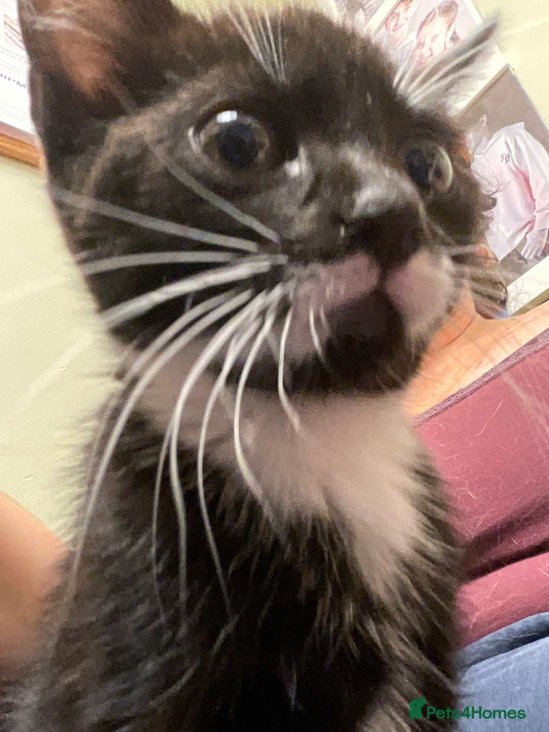 Mixed Breed cats for sale: siamese x siberian tuxedo kittens - Advert 21