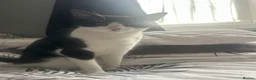 Mixed Breed cats for sale: Looking for a forever home  - Advert 4