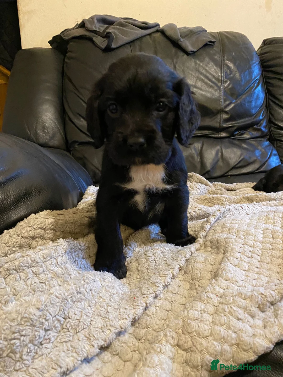 Labrador Retriever dogs for sale: 3 Black & 2 chocolate Labrador Puppies for Sale! - Advert 2