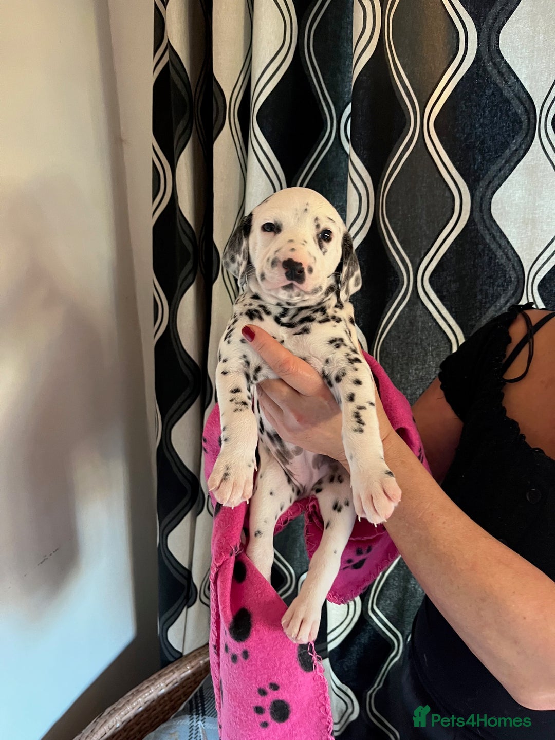 Dalmatian dogs for sale: Dalmation Puppies For Sale - Advert 12