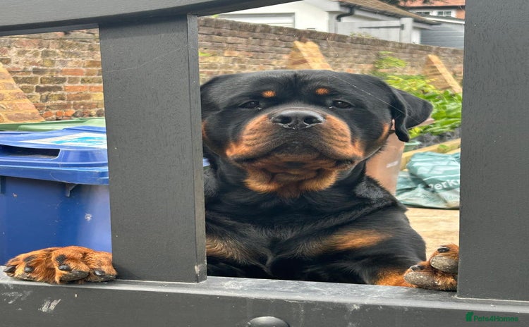 Rottweiler dogs in Stanford-le-Hope - Advert 9
