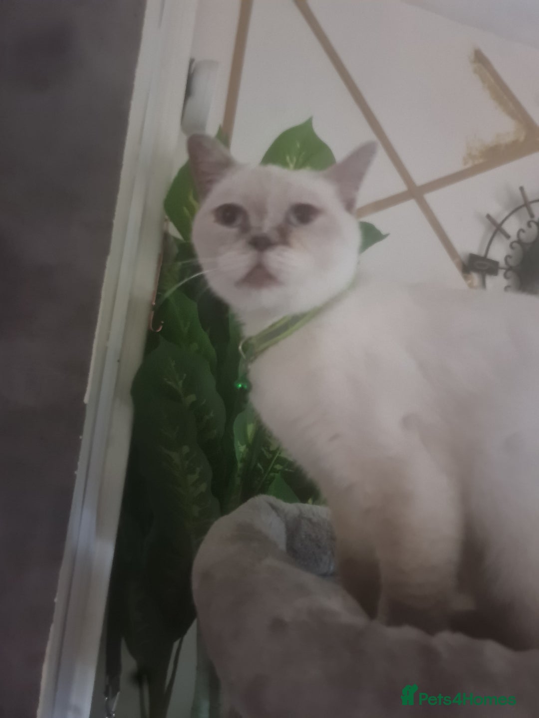 British Shorthair cats for sale: Lovely queeni looking  for  new home - Image 3