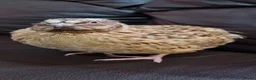 Quail poultry for sale: 🐦 MALE JUMBO COTURNIX QUAIL FOR SALE 🐦 - Advert 3