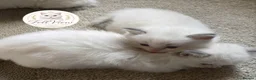 Ragdoll cats for sale: Stunning Blue Point Ragdolls -Ready 4th August  - Advert 4