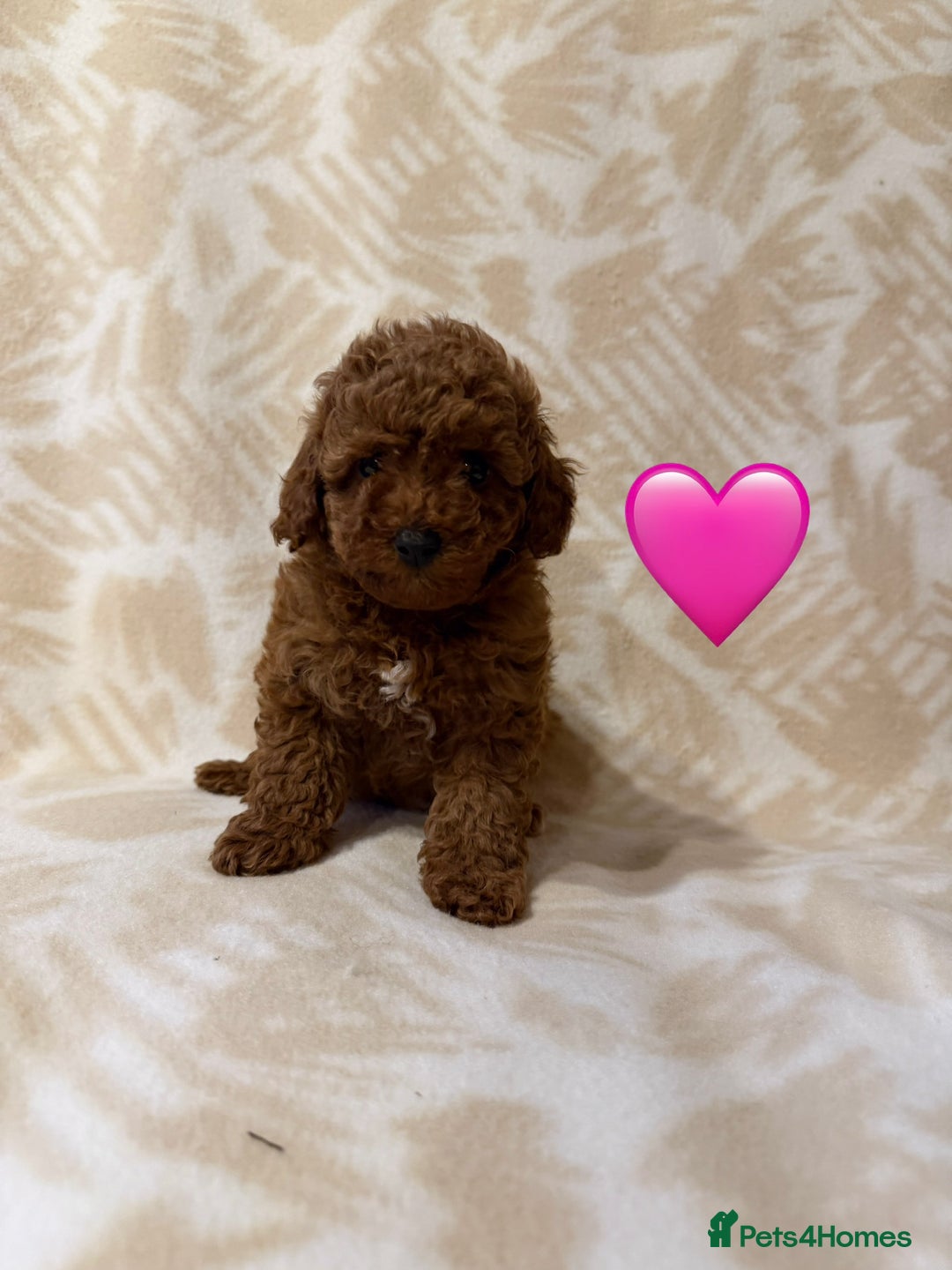 Toy Poodle dogs for sale: Beautiful toy poodles  - Advert 14