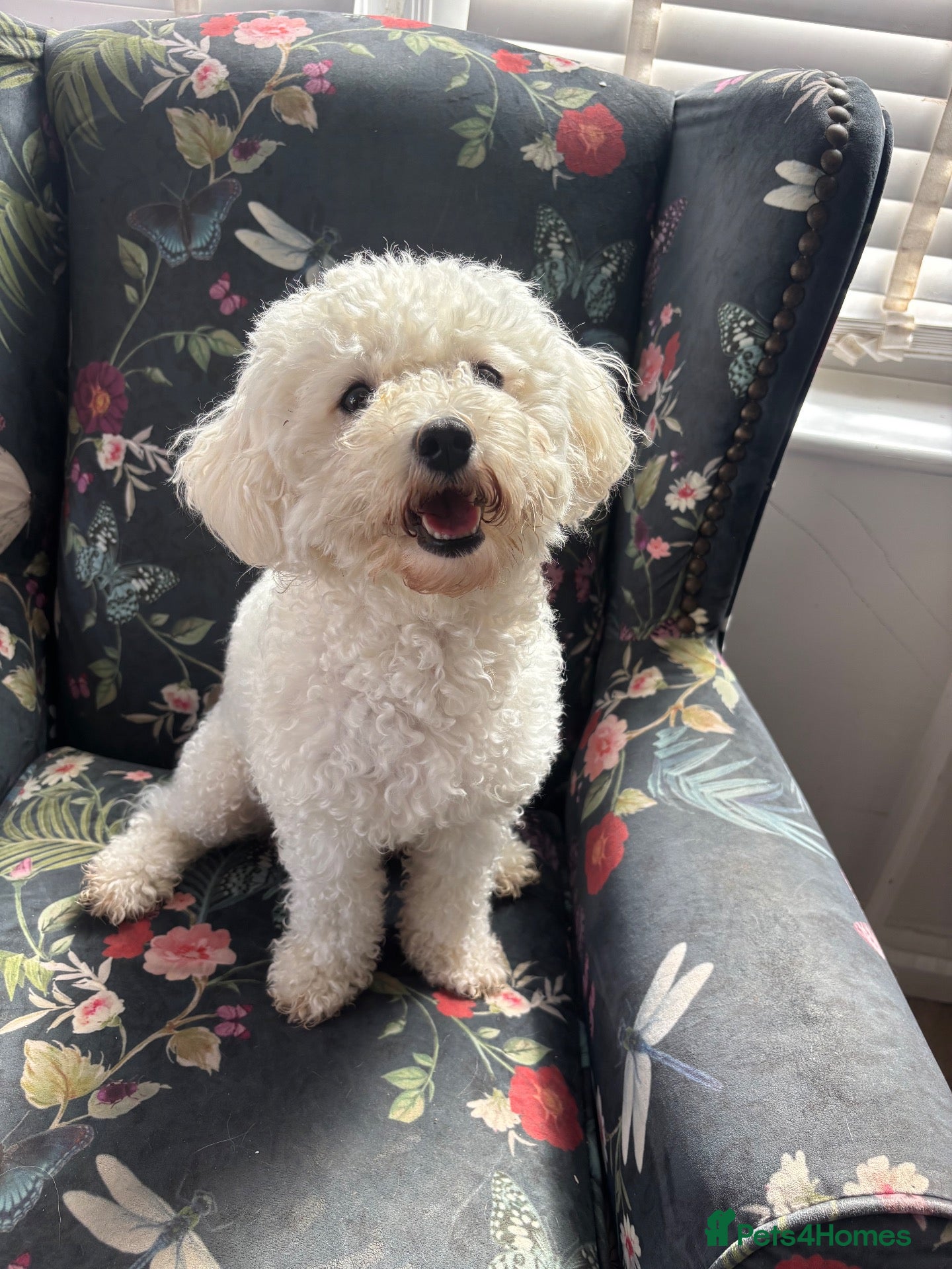 Mixed Breed dogs Beautiful Cavapoochon puppies - Advert 1