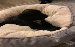 Cocker Spaniel dogs for sale: Last remaining male - Advert 2