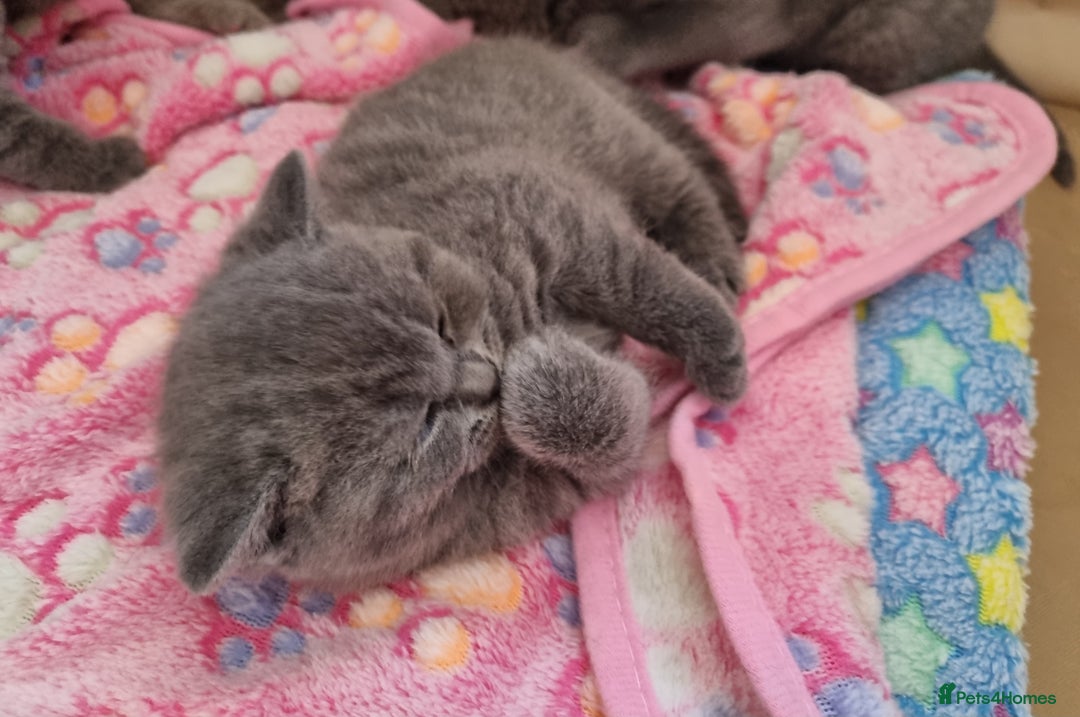 British Shorthair cats for sale: British Shorthair Kittens - Image 7