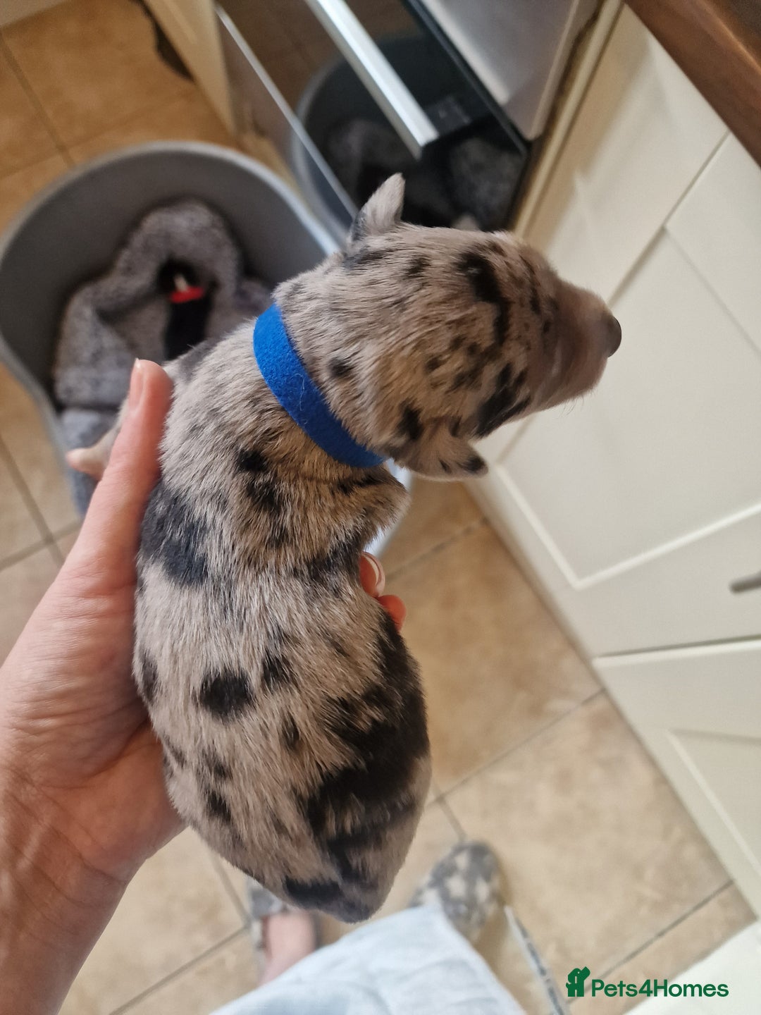Mixed Breed dogs for sale: Kelpie x Collie Puppies  - Image 4