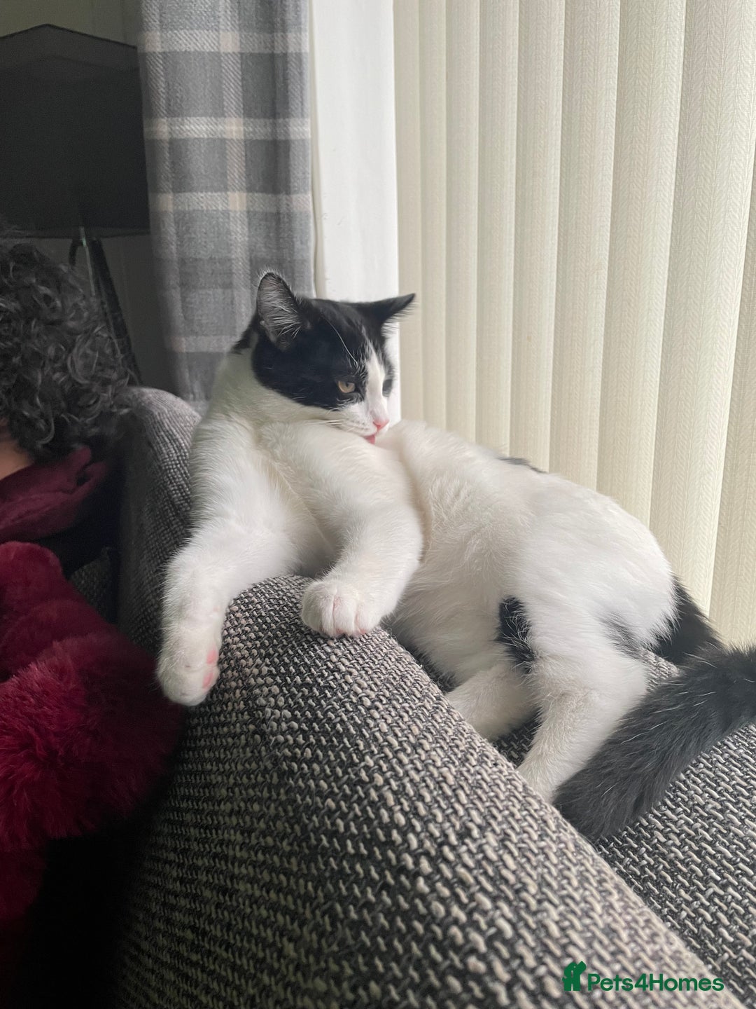 Domestic Shorthair cats for sale: Rocky  - Image 4